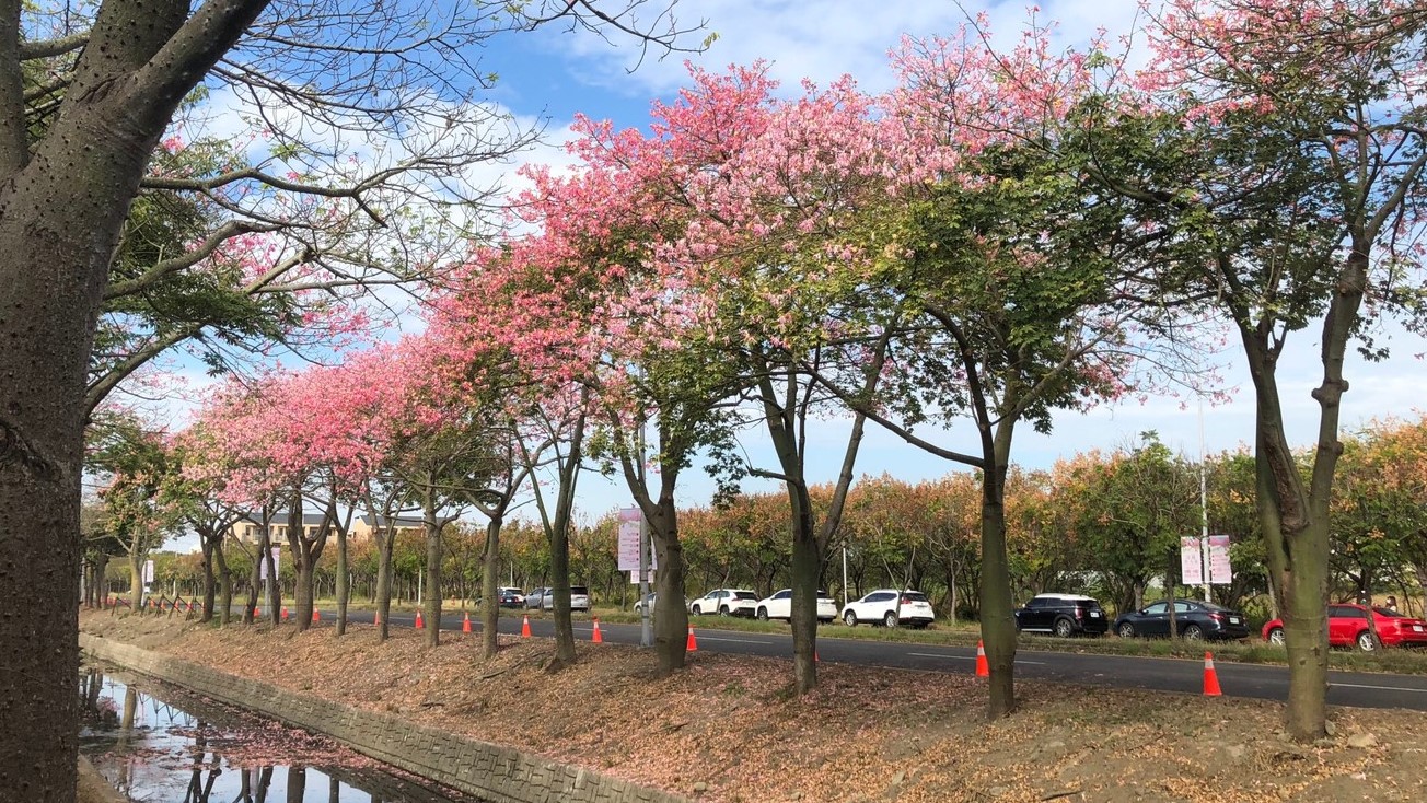 周邊景點 美人樹大道